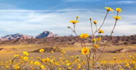 Desert flower with mountain in background