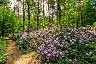 Wooded walking path with flowers