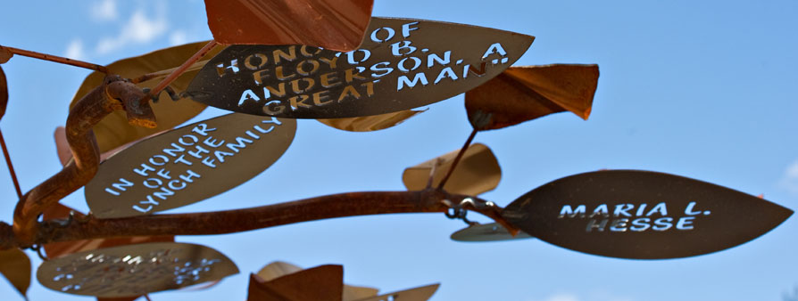 Leaves from the Gila River Indian Community Healing Garden tree